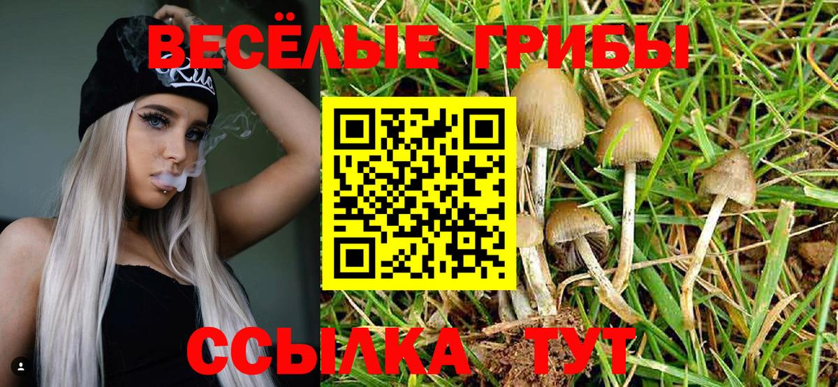 Галлюциногенные грибы Psilocybe Шарыпово